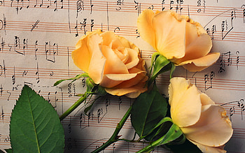 Plants, Flowers, Roses HD wallpaper
