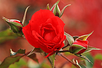 Flowers, Rose Flower, Rose, Petals, Bud HD wallpaper