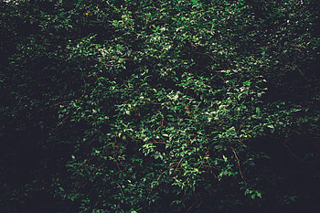 Nature, Trees, Branches HD wallpaper
