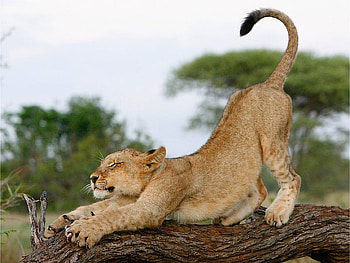 Lazy Lioness, cool HD wallpaper