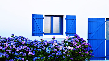 Summer Hydrangea, blue, summer, purple, window, flower, nature HD wallpaper