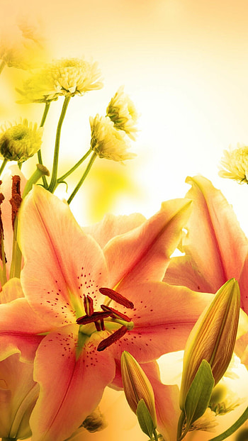Lily screensavers, , Beautiful backgrounds, Nature HD phone wallpaper