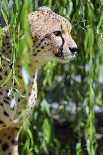 Animals, Cheetah, Big Cat, Sight, Opinion, Profile HD phone wallpaper