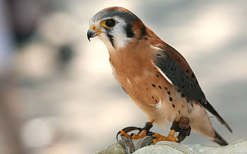 Animals, Bird, Branch, Predator, Hawk HD wallpaper