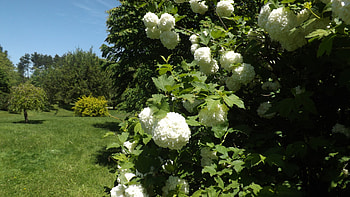 so much white, white, flower, bright, spring, tree HD wallpaper