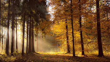Mist in a forest, Beautiful, Forest, Trees, Shade, Nature, Charm, Light, Warm HD wallpaper