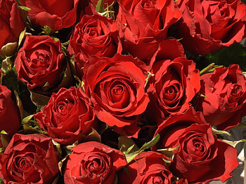 Flowers, Roses, Close-Up, Buds HD wallpaper