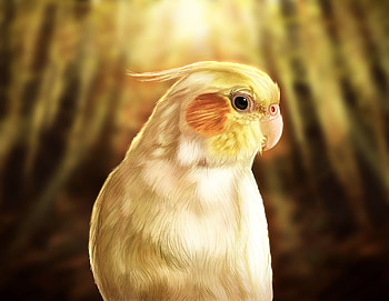 Creative widget the cockatiel, Artistic bird illustrations, Cockatiel-inspired artwork, Avian creativity HD wallpaper