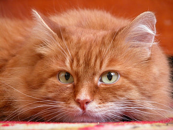 Cat, cats, kitties HD wallpaper