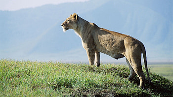 Animals, Grass, Sky, Lioness, Observation HD wallpaper