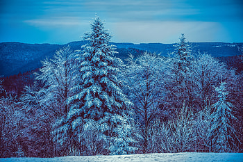 Winter, Nature, Trees, Snow, Forest, Snow Covered, Snowbound HD wallpaper
