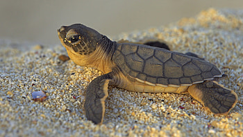 Turtle, Baby turtle , Teenage Mutant Ninja Turtles, TMNT HD wallpaper