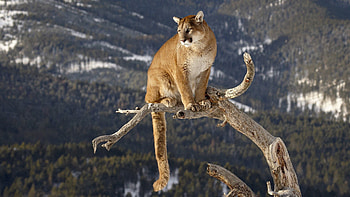 Animals, Grass, Mountains, Puma, Sit, Branches, Big Cat HD wallpaper