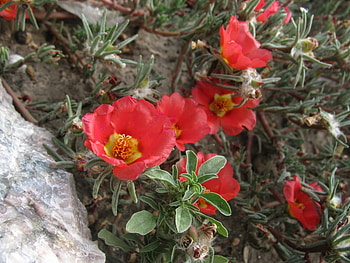 Plants, Flowers HD wallpaper