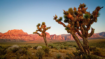 Joshua Tree National Park, , backgrounds, Serene beauty HD wallpaper
