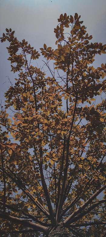 Nature, sky, blue, temperate broadleaf and mixed forest, asthetic, tree, graphy, Lightroom HD phone wallpaper