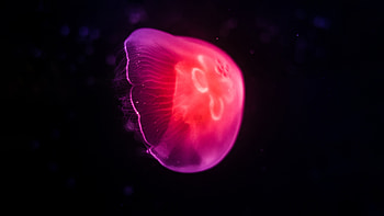 Pink Jellyfish Dark , jellyfish, underwater, animals, dark, black, graphy HD wallpaper