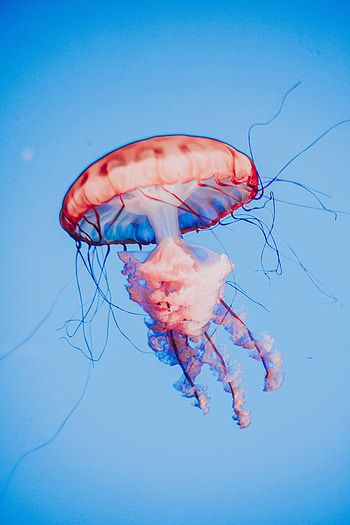 Animals, Jellyfish, Being, Creature, Tentacles HD phone wallpaper