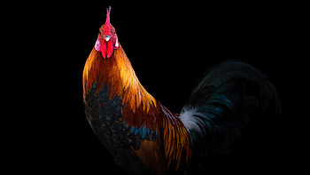 Rooster , Proud rulers, Country living, Rustic beauty HD wallpaper