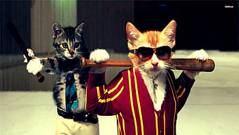 7. cool-cat-7- HD wallpaper