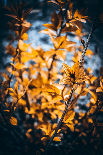 Leaves, Plant, Macro, Blur, Smooth, Branches HD phone wallpaper