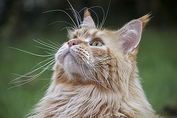 Cat, looking up, feline, muzzle HD wallpaper