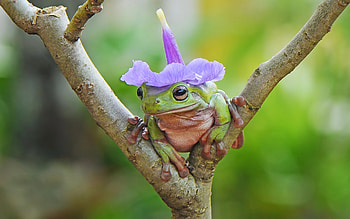Frog, animal, hat, flower HD wallpaper