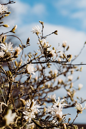Magnolia and Gin, Blue Sky, Stellata Version, Aesthetic HD phone wallpaper