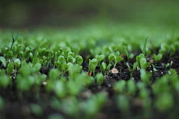 Close-up of fresh green sprouts emerging from rich soil in a garden setting. HD wallpaper