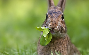 Fanpop's bunny gathering, Bunny rabbit , Cute bunnies, Furry friends HD wallpaper
