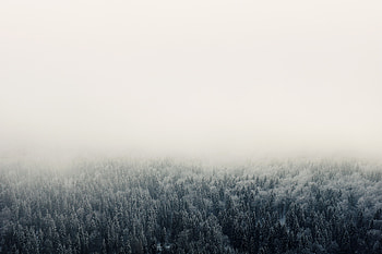 Nature, Trees, Sky, Forest, Fog HD wallpaper