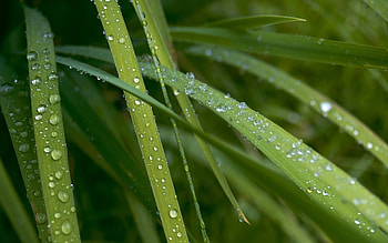 Plants, Grass, Drops HD wallpaper