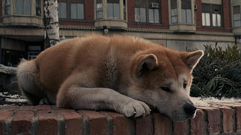 Hachi: A Dog's Tale, Akita dog, Heartwarming story, Loyal companion HD wallpaper