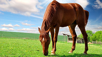Animals, Horses HD wallpaper