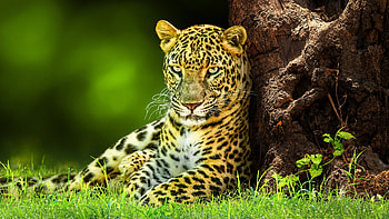 Leopard, , windows HD wallpaper
