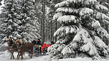 horse drawn carriages in german winter forest, winter, horses, riders, carriages, forest HD wallpaper