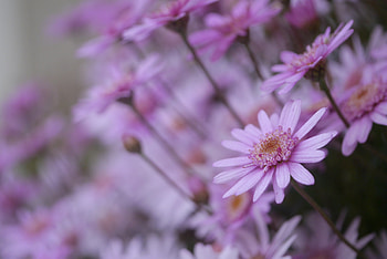 Flowers, Macro, Petals, Blur, Smooth HD wallpaper
