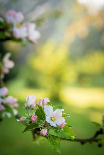 Flowers, Flower, Branch, Garden HD phone wallpaper