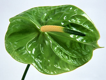 green anturium , anturium, green HD wallpaper