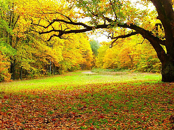 Autumn in Strandja Mountain, graphy, fall, colors, beautiful, nice, mountain, season, leaves, bulgaria, trees, autumn, nature, colourful, , forest, tre HD wallpaper