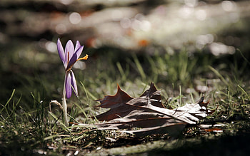 Nature, Flower, Macro, Sheet, Leaf HD wallpaper