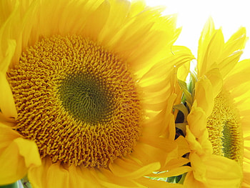 L.O.V.E., sunshine, sunny, sunflower, light, bright, love, yellow, sun, forever HD wallpaper