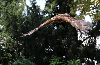 Animals, Bird, Predator, Flight, Eagle, Wave, Sweep HD wallpaper