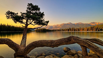 Nature, Sunset, Stones, Lake, Wood, Tree, Evening, Trunks, Roots, Logs HD wallpaper