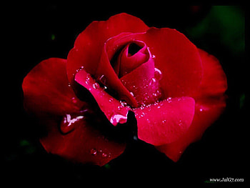 one rose, natures, nature, roses, red HD wallpaper