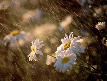 Plants, Flowers, Rain, Camomile HD wallpaper