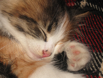 Animals, Cats HD wallpaper
