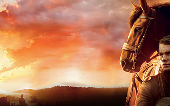 War Horse, Majestic warhorse, HQ , Stunning visuals HD wallpaper