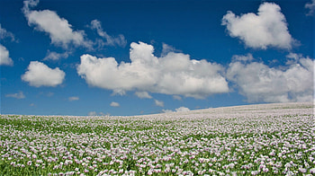 blooming poppies, poppies, clouds, sky, cultivation HD wallpaper