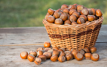Hazelnuts, delight, Nutty admiration, perfect HD wallpaper